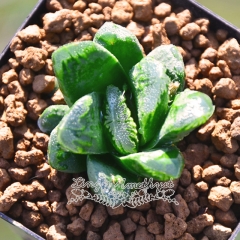Live succulent plant | Haworthia hybrid