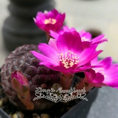 Live succulent plant | Sulcorebutia rauschii G. Franck