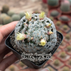 Live succulent plant | Mammillaria duwei