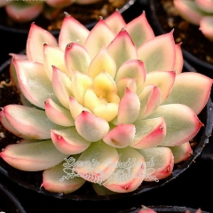 Live succulent plant | Echeveria 'Mebina' variegata