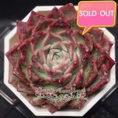 Real & Unique | Echeveria unnamed hybrid variety