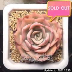 Real & Unique | Echeveria unnamed hybrid variety