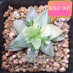 Real & Unique | Haworthia heidelbergensis variegata