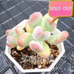 Real & Unique | Pachyphytum oviferum mikadukibijin