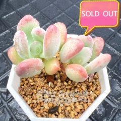 Real & Unique | Pachyphytum oviferum mikadukibijin