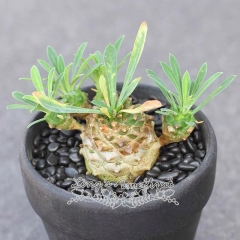 Live succulent plant | Euphorbia bupleurifolia x Euphorbia susannae Marloth