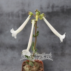 Live succulent plant | Sinningia Tubiflora