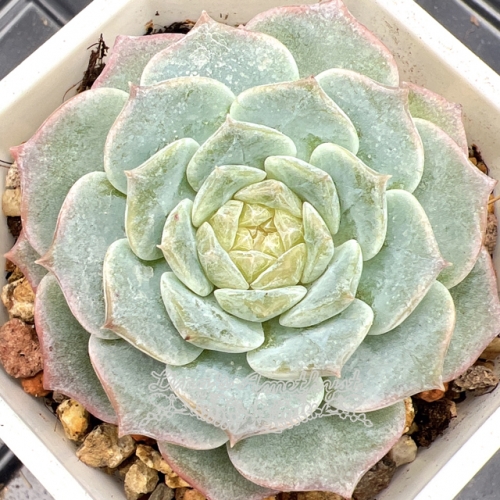 Live succulent plant | Echeveria 'pure love'/ 'rock candy pear'