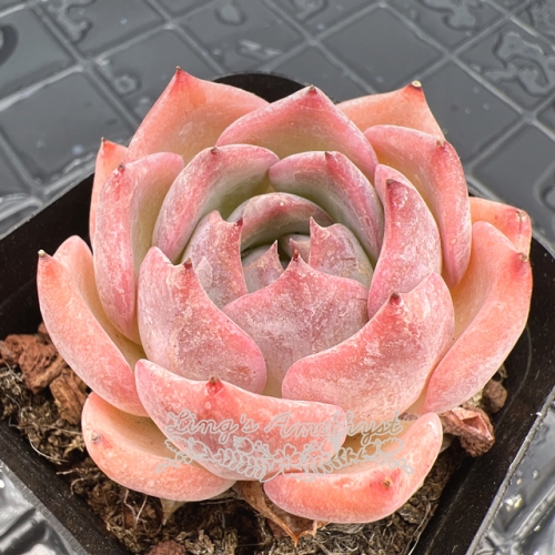 Live succulent plant | Echeveria Carol (Caroline)