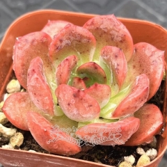 Live succulent plant | Echeveria Madonna (Green Pink)