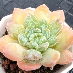 Live succulent plant | Echeveria 'white dress'