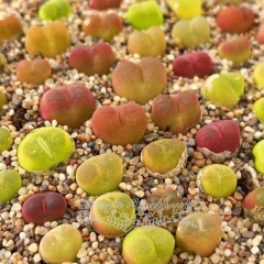 Live succulent plant | Conophytum maughanii (random color)