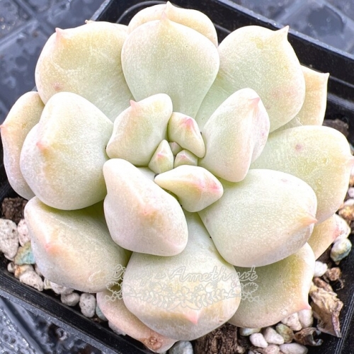 Live succulent plant | Echeveria choux cream / cream puff