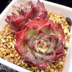 Real & Unique | Echeveria 'Dancing Birds' / 'Rose Medal' (Mini size)