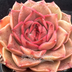 Real & Unique | Echeveria 'Crimson Rose'