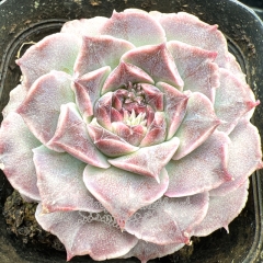Real & Unique | Echeveria 'Labyrinth Butterfly'