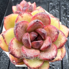 Real & Unique | Echeveria 'black rose' sp