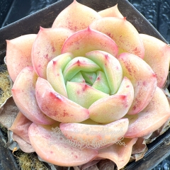 Real & Unique | Echeveria 'coiled peach'