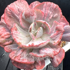 Real & Unique | Echeveria Rain Drops variegata