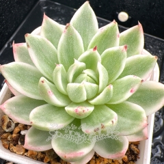 Real & Unique | Echeveria Butterfly Flying Variegated
