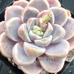 Real & Unique | Echeveria 'Violet Jade'