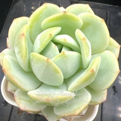 Real & Unique | Echeveria 'silent snow'