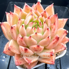 Real & Unique | Echeveria 'spy'/ 'green pepper'