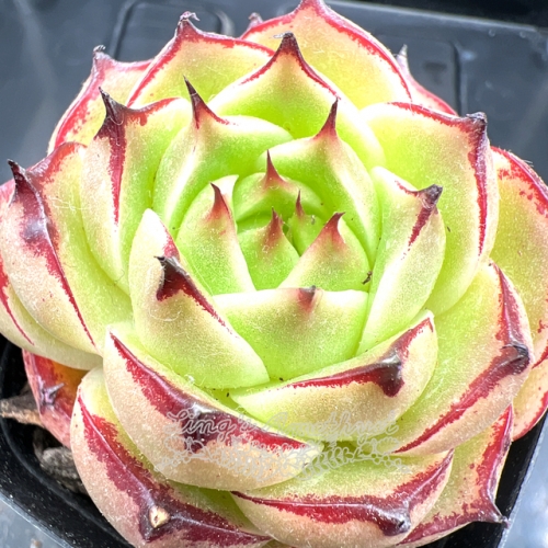 Real & Unique | Echeveria 'Phoenix Fire'