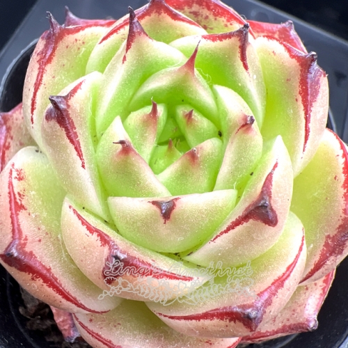 Real & Unique | Echeveria 'Phoenix Fire'