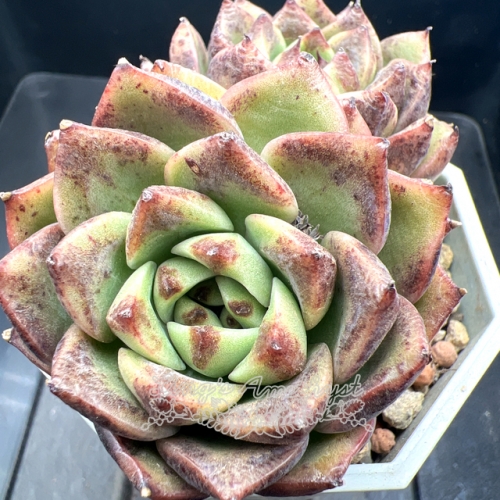 Real & Unique | Echeveria 'Lichee'