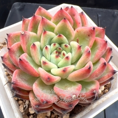 Real & Unique | Echeveria 'Starlight Jelly'