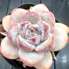 Real & Unique | Echeveria 'Star Snow'