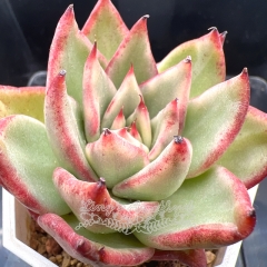 Real & Unique | Echeveria agavoides variegated