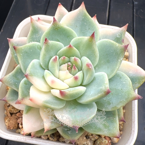 Real & Unique | Echeveria chihuahuaensis variegated