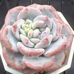 Real & Unique | Echeveria 'Lotus Shadow'