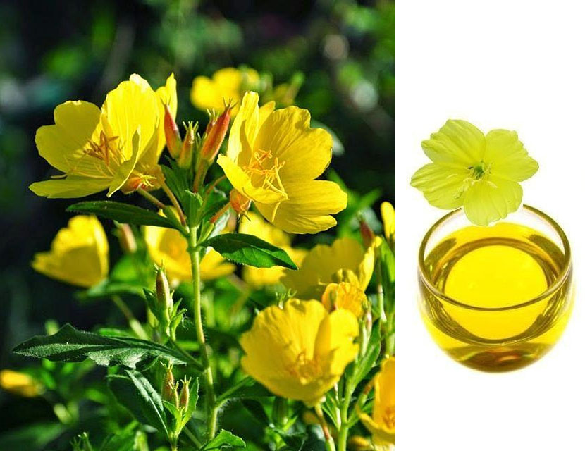 The Legendary "Evening Primrose Oil", Is It Really Useful?