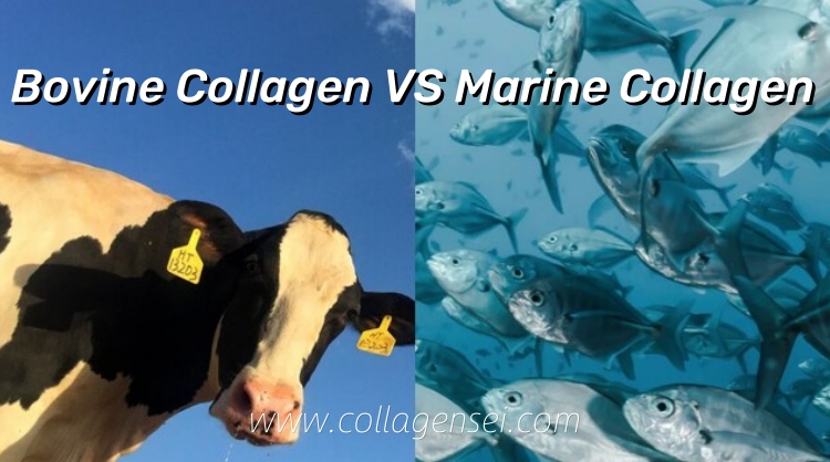Bovine Collagen VS Marine Collagen