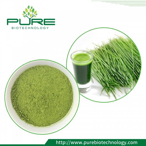 Pó Wheatgrass Orgânico