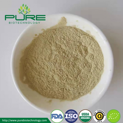 Organic Pumpkin Seed Protein Powder