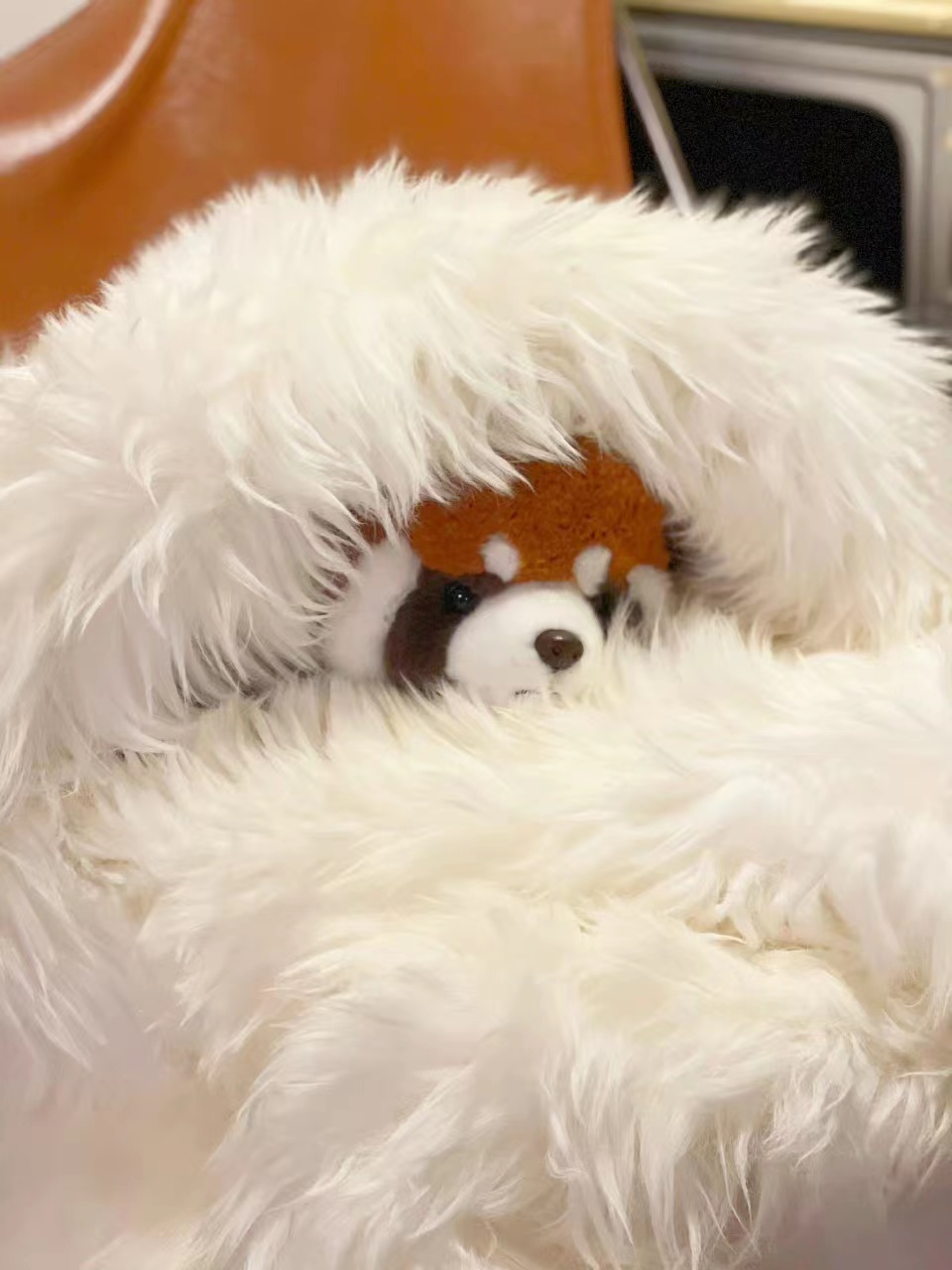小熊猫不冬眠