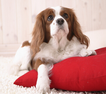 Tips for dog care in winter