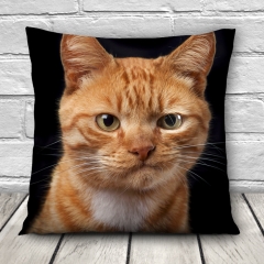Pillow ORANGE CAT