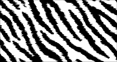 Collars Zebra pattern