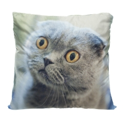 Pillow YELLOW EYE CAT
