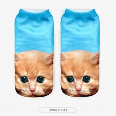 socks ginger cat