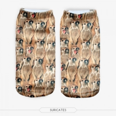 socks suricates