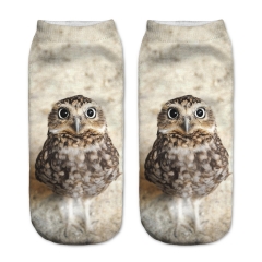 socks little owl