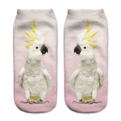 socks cockatoo parrot