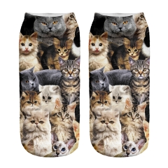 socks cats