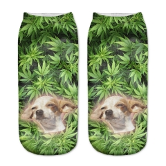 短袜绿色大麻叶里的小狗weed dog